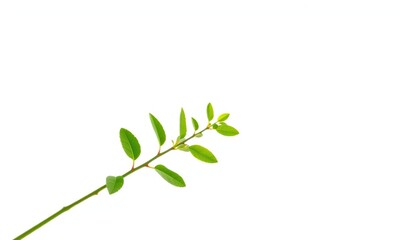 Fototapeta premium Single vibrant green plant isolated on pure white backdrop, summer, studio shot