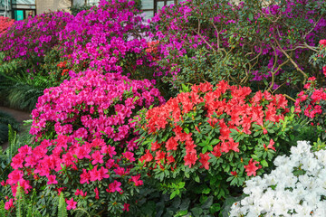Red, pink and white japan Azalea Ericaceae bush in full bloom, rhododendron flower background. Evergreen decorative plant outdoor or in orangery in botanical garden. Gardeining, plant breeding