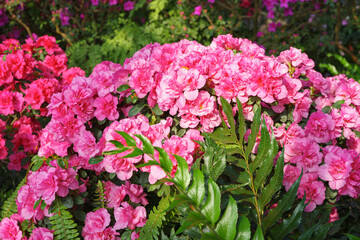 Fototapeta premium Blooming pink japan Azalea Ericaceae bush, Rosinetta, rhododendron flower background. Evergreen decorative plant outdoor or in orangery in botanical garden. Gardeining, plant breeding