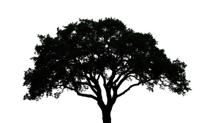 Single, majestic tree silhouetted against a pure white backdrop, clean, foliage