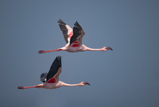 Lesser Flamingos in flight