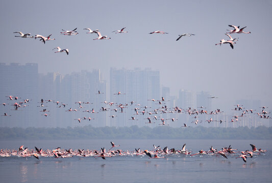 Flamingos in flight with Navi Mumbai skyline in backdrop