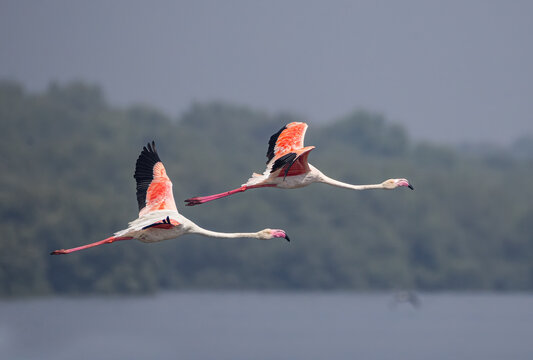 Greater Flamingos in flight with backdrop of Airoli 
