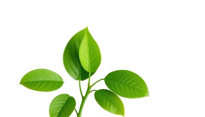 Fototapeta premium Single vibrant green plant, isolated on pure white background, flora, botanical