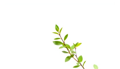 Naklejka premium Single vibrant green plant, isolated on pure white, organic, vegetation