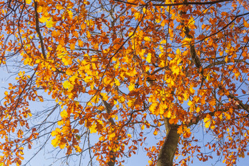herbstlich bunt verfärbte Eichenblätter an Ästen, Deutschland