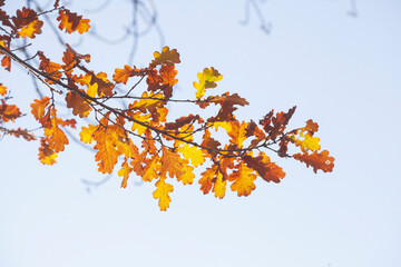 herbstlich bunt verfärbte Eichenblätter an Ästen, Deutschland