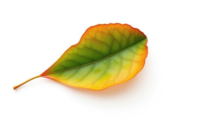 Single, withered leaf isolated on pure white backdrop, botanical, high resolution