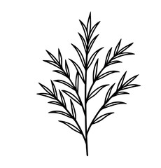 mediterraneann evergreen plant vector on white background