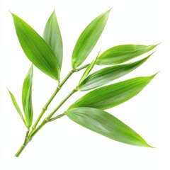 Obraz premium Green Bamboo Plant Freshness