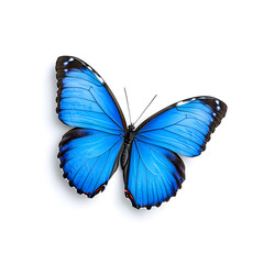 Obraz premium Blue Morpho butterfly isolated on white background 