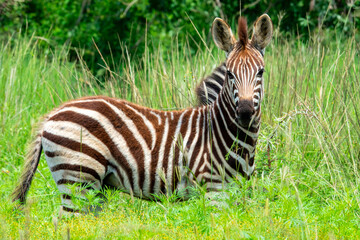 Plains Zebra foal, Tshwane Drive, Pilanesberg National Park.