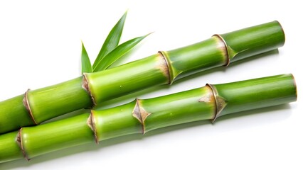 Fototapeta premium Green Bamboo Stalks with Leaves