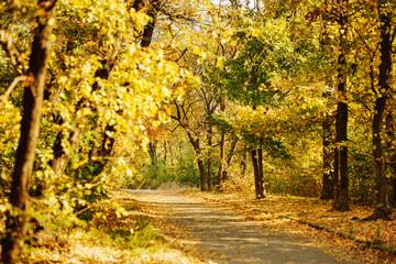 Fototapeta premium An autumn pathway surrounded by trees with yellow and green leaves. 