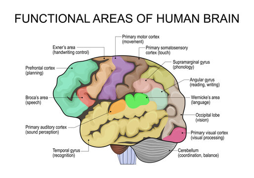 Functional areas of human brain