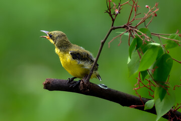 Olive backed sunbird (Yellow-bellied sunbird)