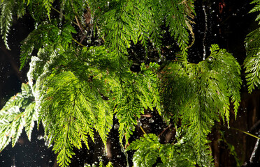 Raindrops on foliage, freezing raindrops on beautiful foliage, selective focus.