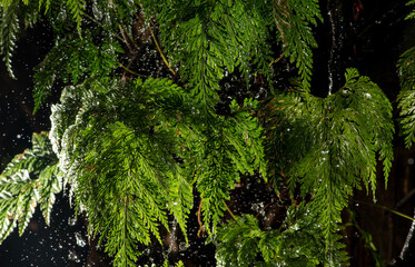 Raindrops on foliage, freezing raindrops on beautiful foliage, selective focus.