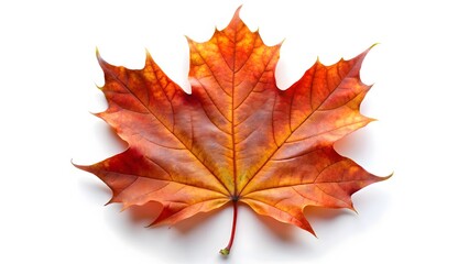 Fototapeta premium Single Autumn Maple Leaf