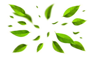 Top view on flying green leaves in the air. Fresh and healthy tea leaves.
