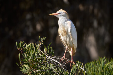 Kuhreiher (Bubulcus ibis) im Prachtkleid steht in Seitenansicht auf dem Ast eines Busches - Arrecife, Lanzarote