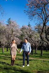 Fototapeta premium Happy couple walking through almond orchard in bloom, holding hands on sunny spring day