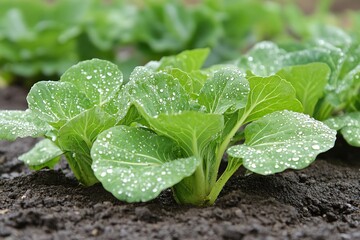 Fresh Bok Choy Growing in Garden with Water Drops on Leaves