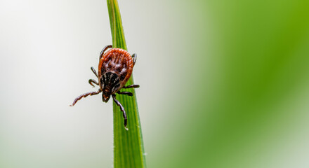 Naklejka premium bloodsucking tick on grass close-up shot