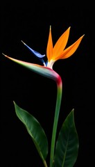 Obraz premium Fine art photograph of strelitzia flowers against black background, black background, elegant, photography