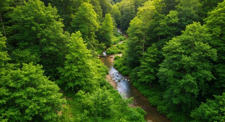 Aerial view of lush green forest with winding river. Nature conservation concept. Environmental protection and biodiversity. Scenic landscape for ecotourism and outdoor adventure
