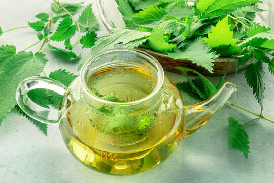 Nettle tea. Medicinal herbal tea with Urtica leaves. Fresh wild herb, a tea pot and the freshly harvested plant matter