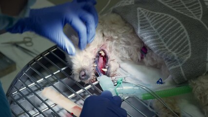 Veterinarian hands in blue surgical gloves doing a dog tooth extraction, teeth removal with dental extracting forceps, close up shot. - Powered by Adobe