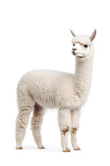 Fototapeta premium An adorable alpaca posing, isolated on white background