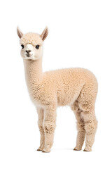 Fototapeta premium An adorable alpaca posing, isolated on white background