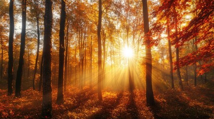 Obraz premium Sunlight streaming through tall autumn trees in forest, creating long shadows golden glow. The colorful foliage in shades of orange, yellow, red enhances the warm, serene atmosphere. Generative AI