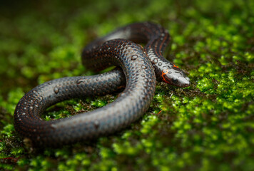 Teretrurus sanguineus