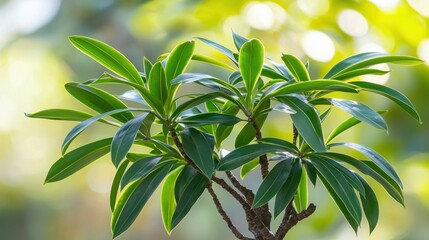 Obraz premium Lush green plant with vibrant leaves in sunlight.