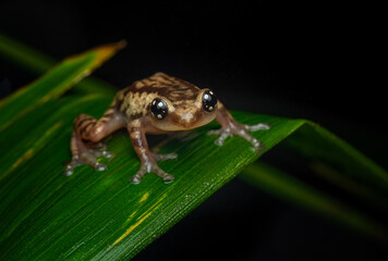 Raorchestes ochlandrae posture against dark background in the Western Ghats