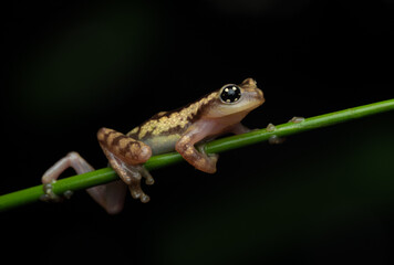 Raorchestes ochlandrae side view against dark background in the Western Ghats