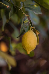 Lemon bud, unopened part of a lemon flower. initial stage of the flower before it fully opens....