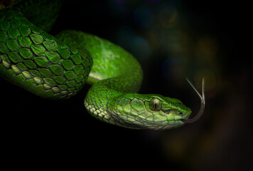 Large Scaled Pit Viper against dark background in the Western Ghats