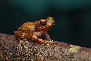 Kodaikanal bush frog against dark background in the Western Ghats