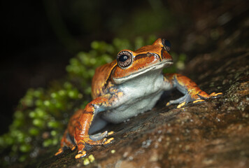 Ghatixalus Magnus against dark background in the Western Ghats