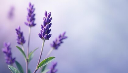 Naklejka premium A delicate sprig of lavender with its purple flowers and leaves, stem, flowers, spring