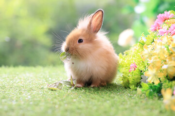 Bunny easter fluffy rabbit eating food, vegetables, carrots, baby corn on green garden nature flowers background on sunny day, Lovely mammal with  bright eyes in nature life. Symbol of easter day.