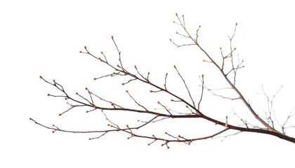 Delicate, bare branches isolated against a pure white backdrop, silhouette, graphic