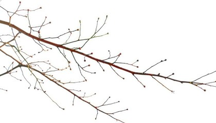 Delicate, bare branches isolated on pure white backdrop, background, twigs