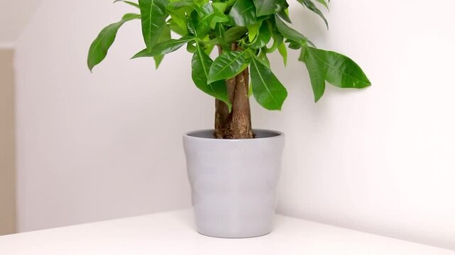 A Pachira aquatica plant growing in a grey pot standing on white dresser table in a room at home, white wall background 