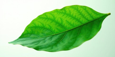 Obraz premium Large leaf isolated on white background with intricate veins, macro, leaves, green