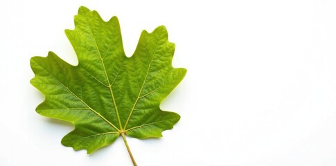 Large oak leaf on white background with veins, botanical, plant life, oak